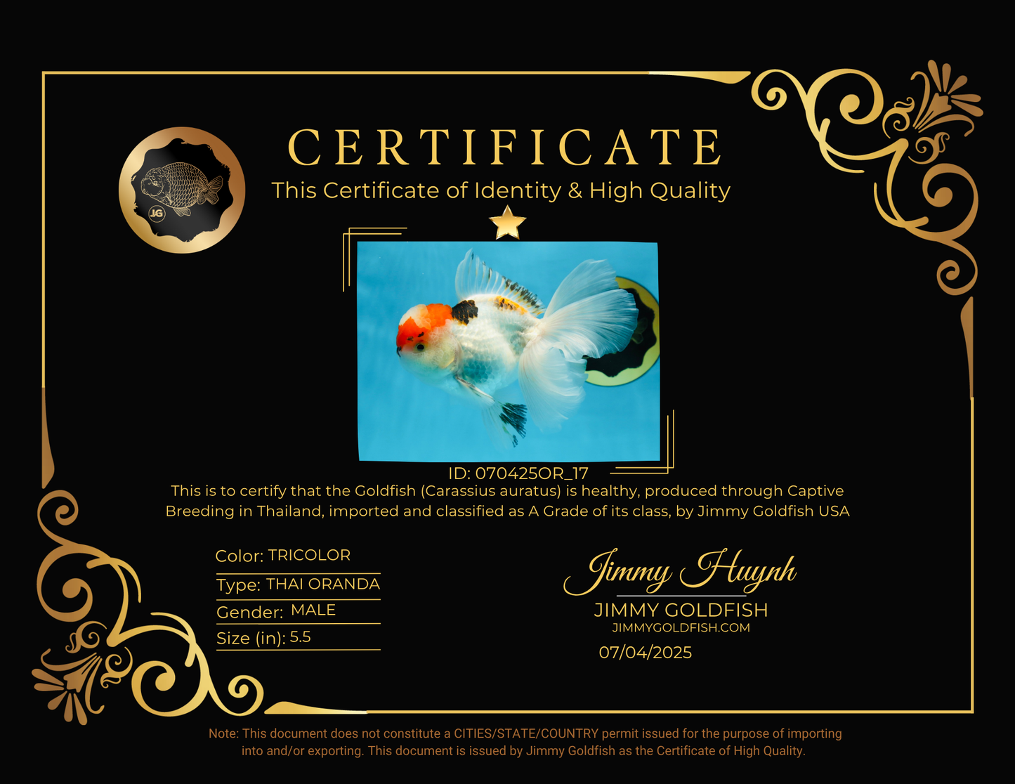 A Grade Tricolor Oranda Male 5.5 inches #070425OR_17