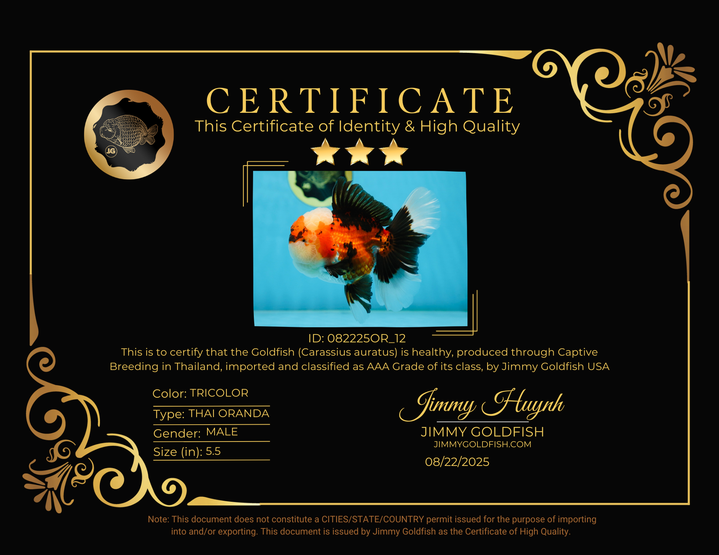 AAA Grade CHUBBY CHEEK Tricolor Oranda Male 5.5  inches #082225OR_12