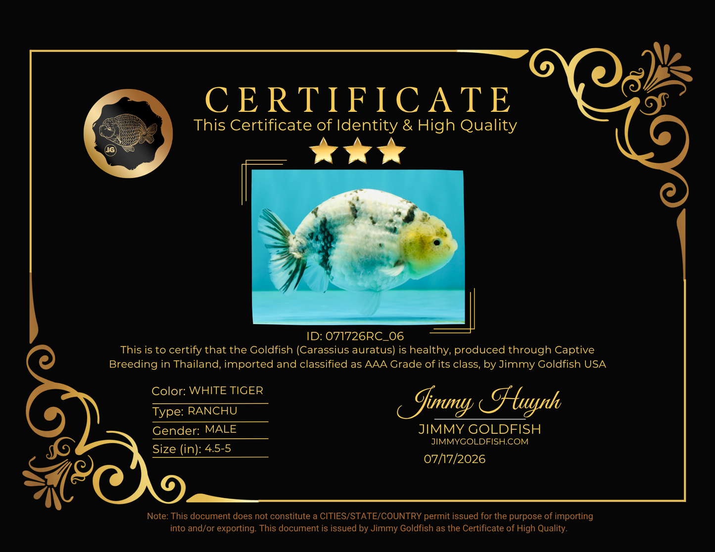 UNIQUE AAA Grade Jumbo Bloodline White Tiger Ranchu Male 4.5-5 inches #071726RC_06
