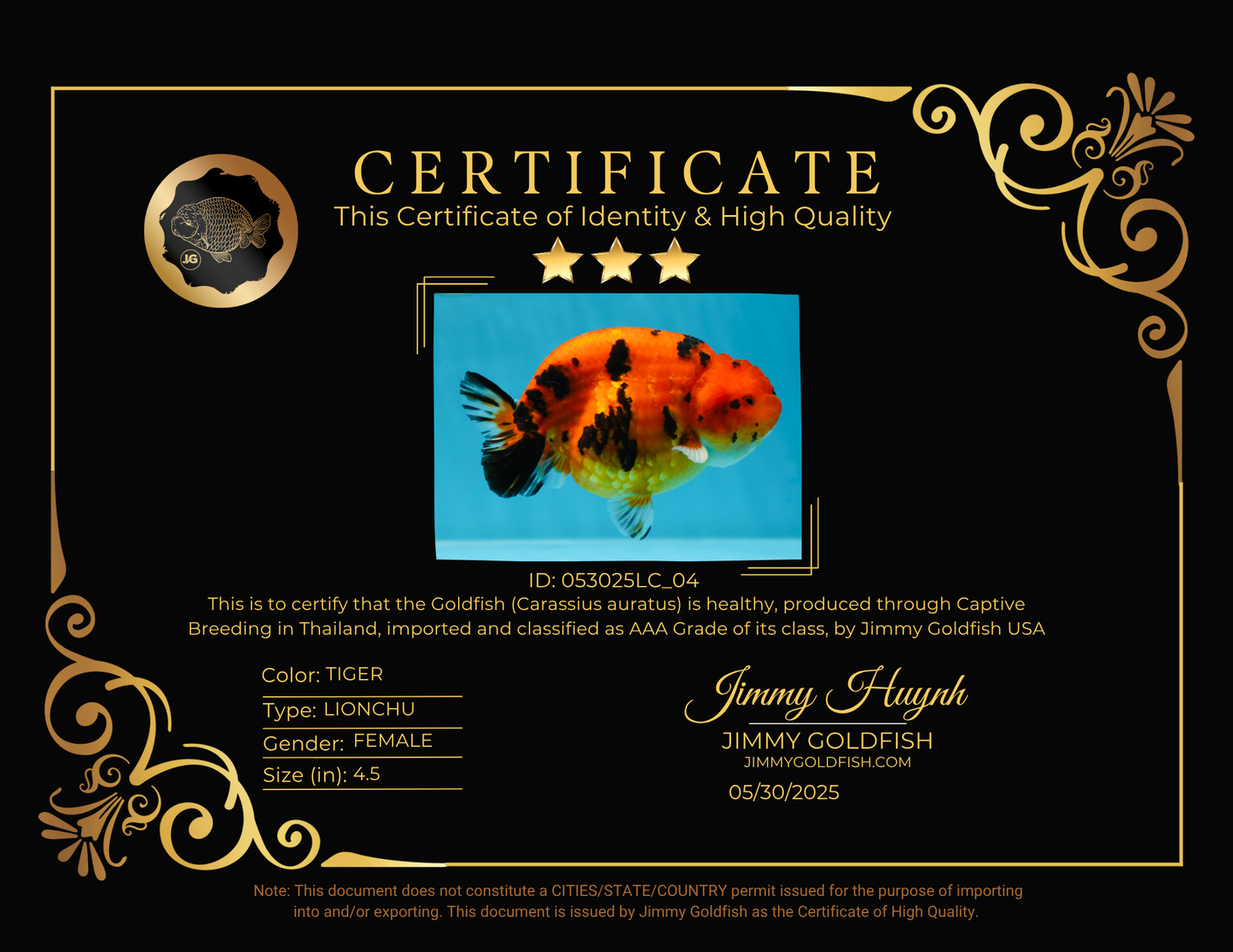 AAA Grade Tiger LionQueen 4.5 inches #053025LC_04