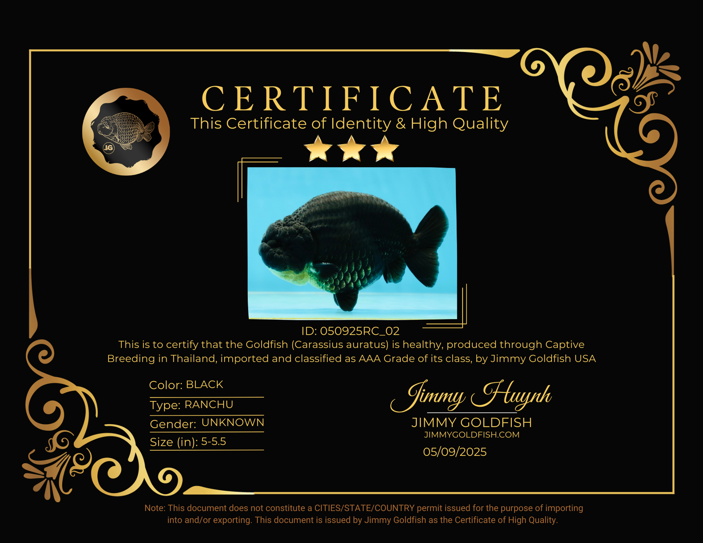 AAA Grade Hugh Back Black Ranchu 5-5.5 inches #050925RC_02