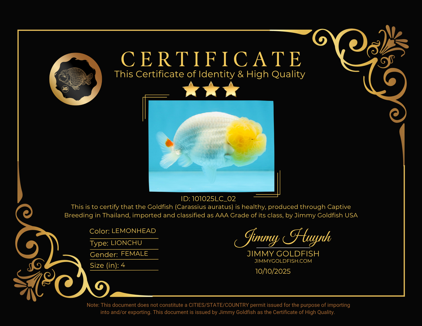 AAA Grade Young Lemonhead LionQueen 4 inches #101025LC_02