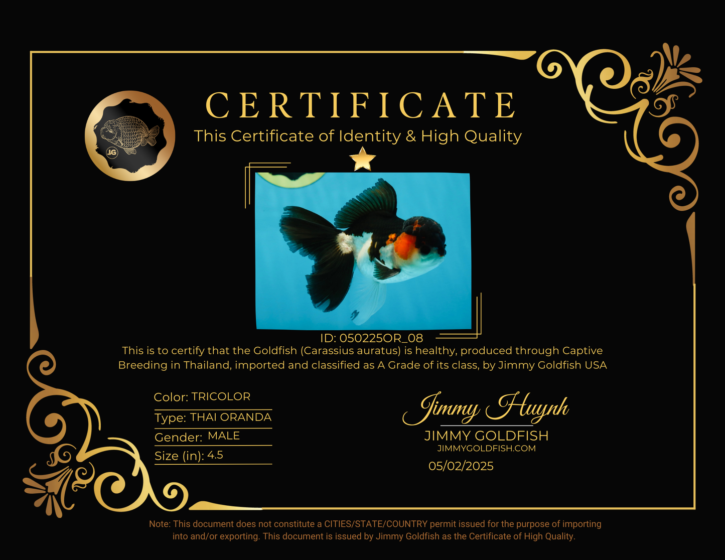 A Grade Tricolor Oranda Male 4.5 inches #050225OR_08