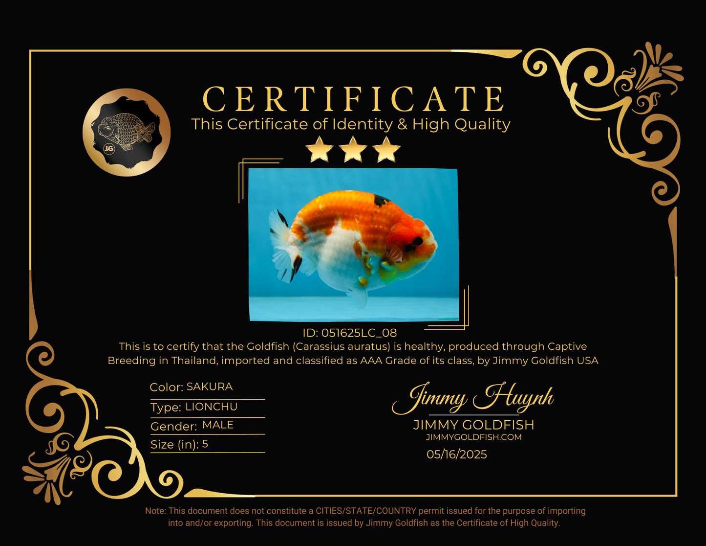 AAA Grade Strong Body Structure Sakura LionKing 5 inches #051625LC_08