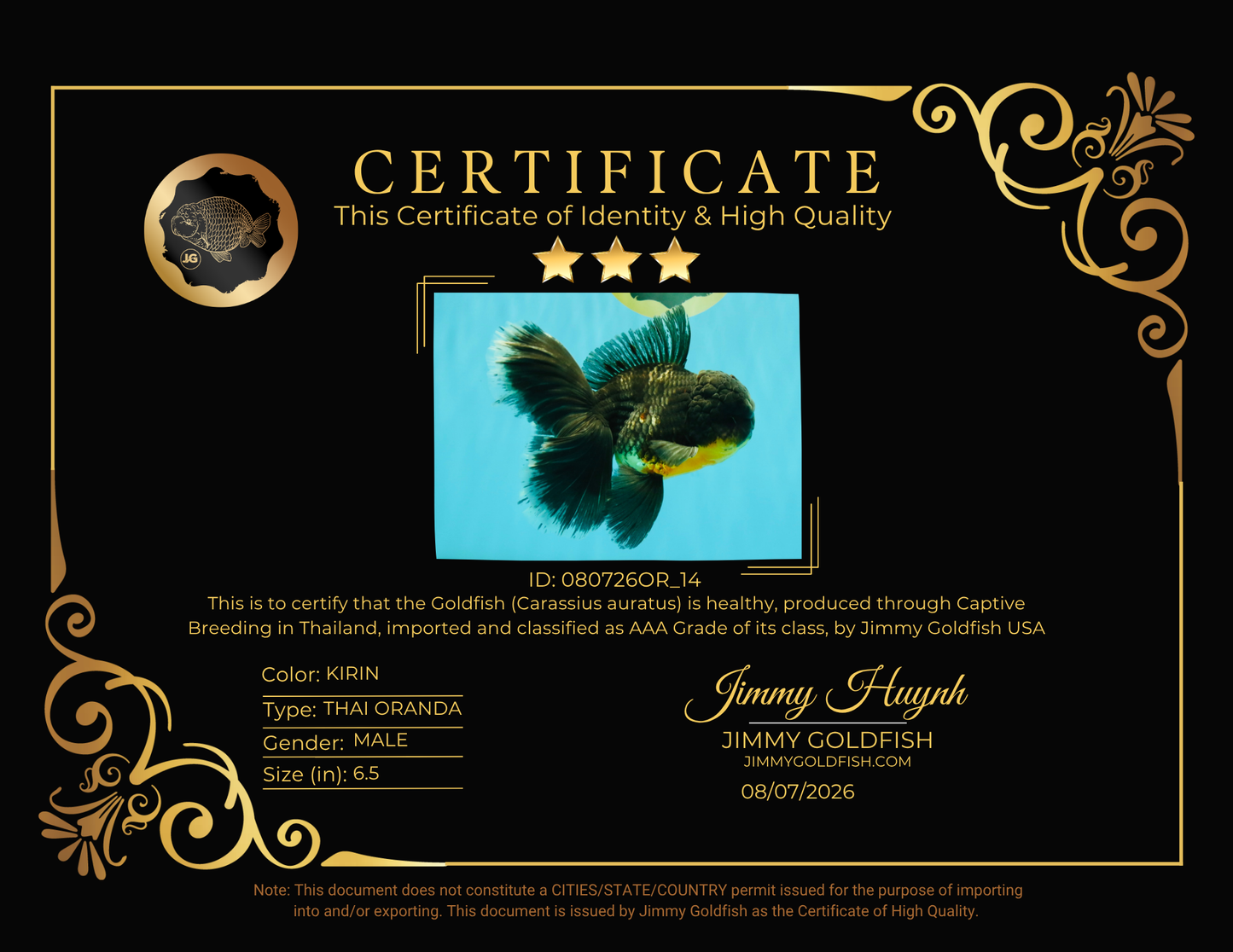 BATMAN AAA Grade Kirin Oranda Male 6.5 inches #080726OR_14