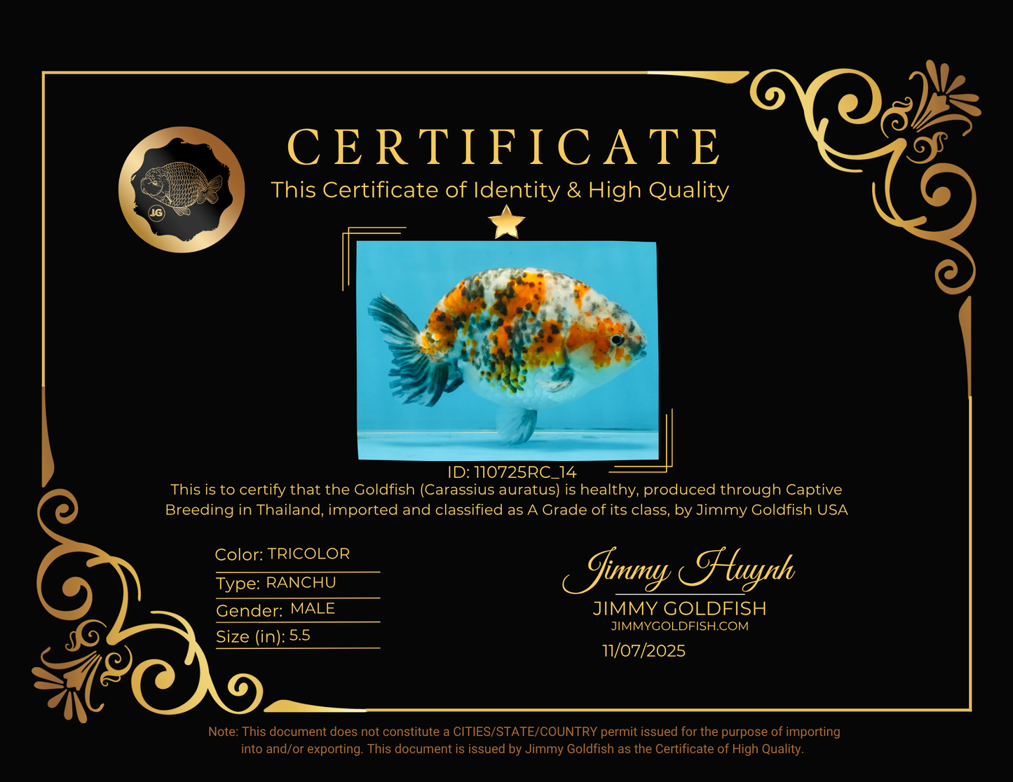 A Grade Tricolor Ranchu Male 5.5 inches #110725RC_14