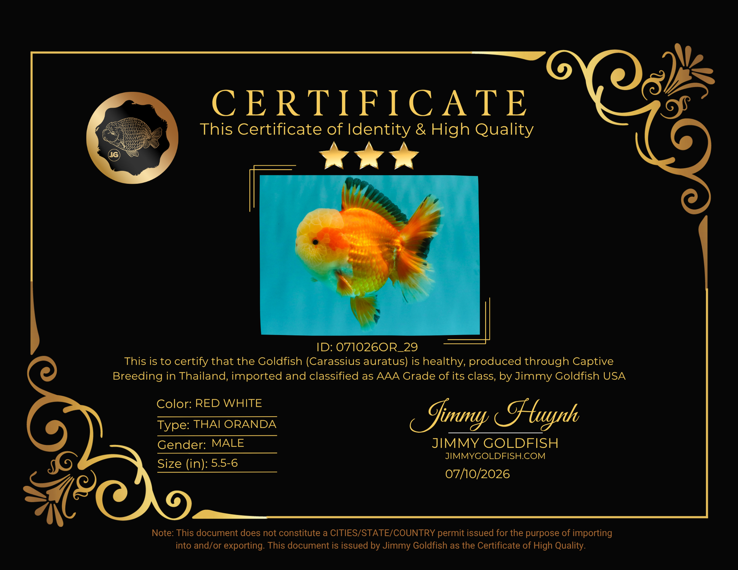 AAA Grade Red White Jade Head Oranda Male 5.5-6 inches #071026OR_29