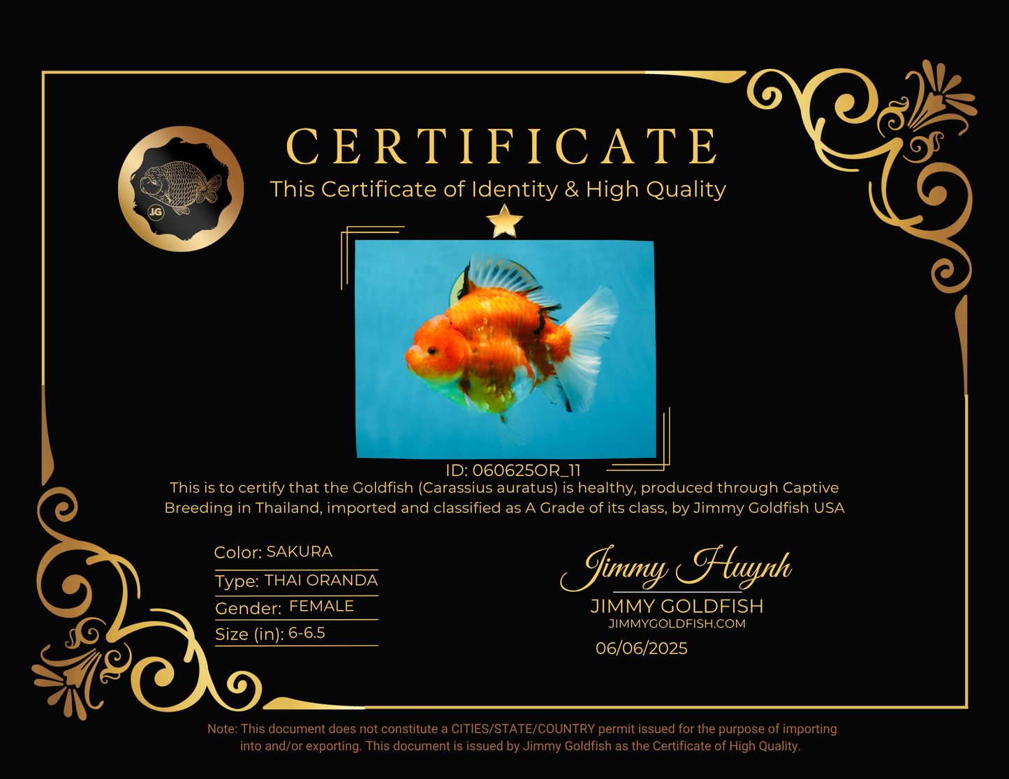 A Grade Sakura Oranda Female 6-6.5 inches #060625OR_11