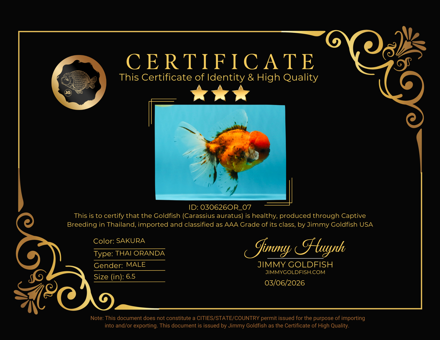 AAA Grade Sakura Long Tail Oranda Male 6.5 inches #030626OR_07