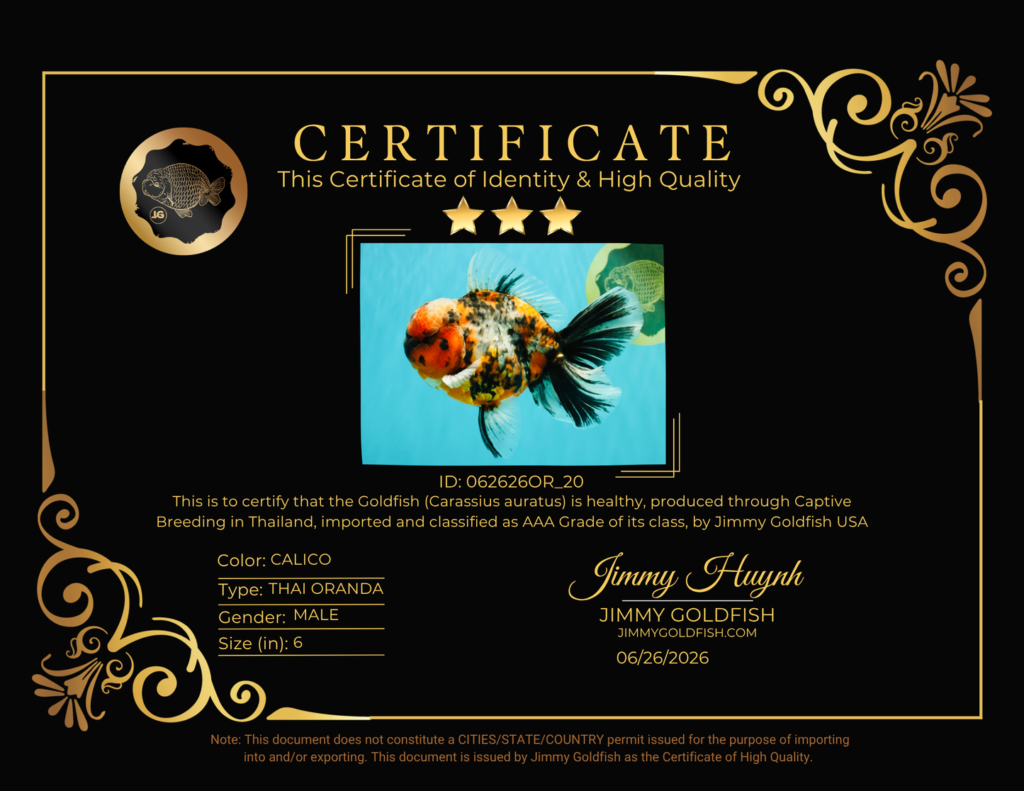 AAA Grade Special Calico Oranda Male 6 inches #062626OR_20