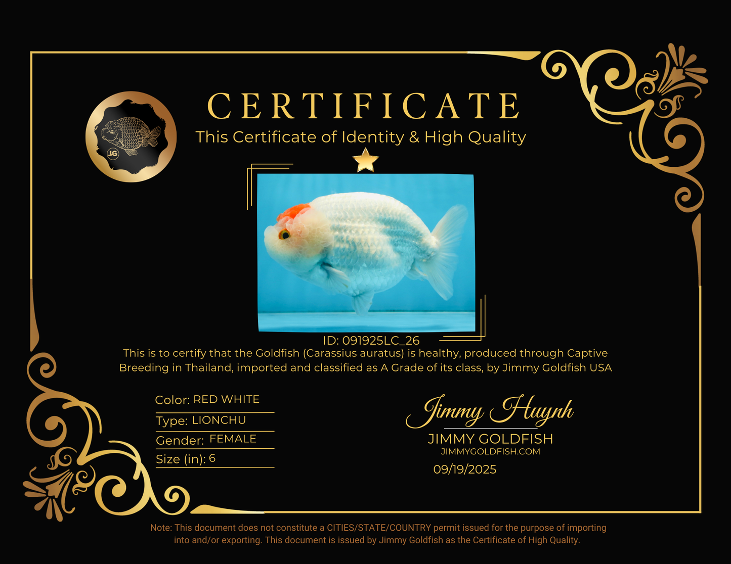 A Grade BEAUTY Red White Tancho LionQueen 6 inches #091925LC_26