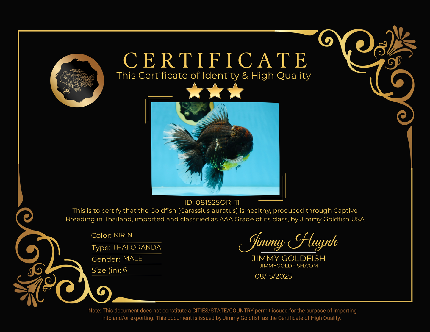 AAA Grade Young Godzilla Sakura Kirin Oranda Male 6 inches #081525OR_11