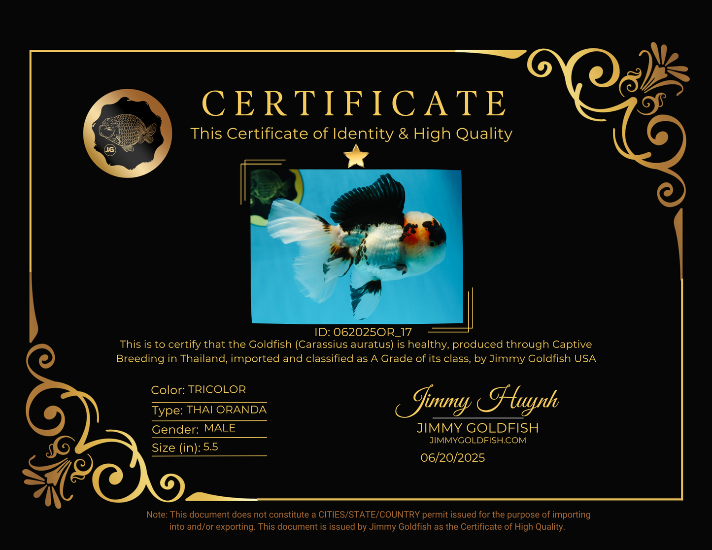 A Grade SPECIAL Tricolor Oranda Male 5.5 inches #062025OR_17