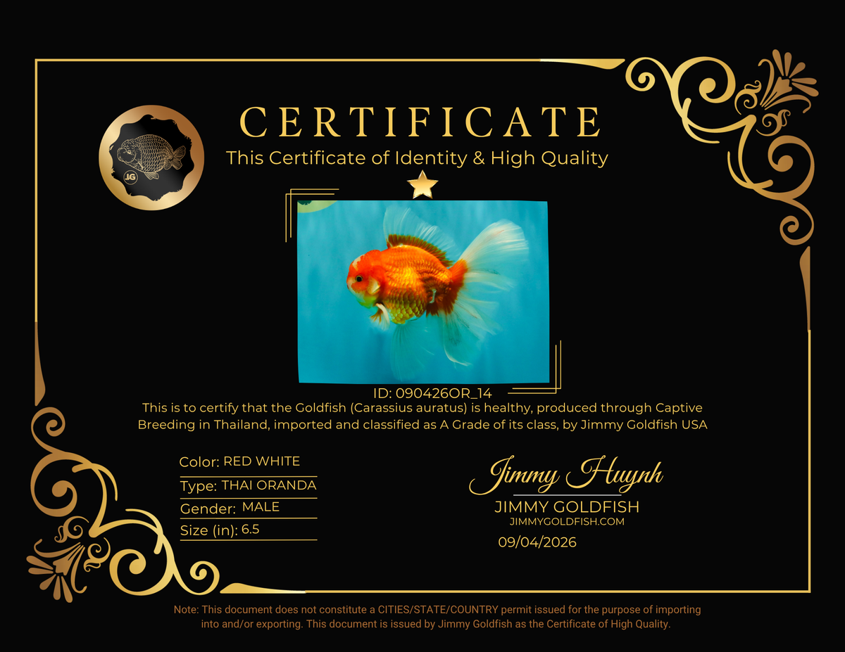 A Grade Red White Oranda Male 6.5 inches #090426OR_14