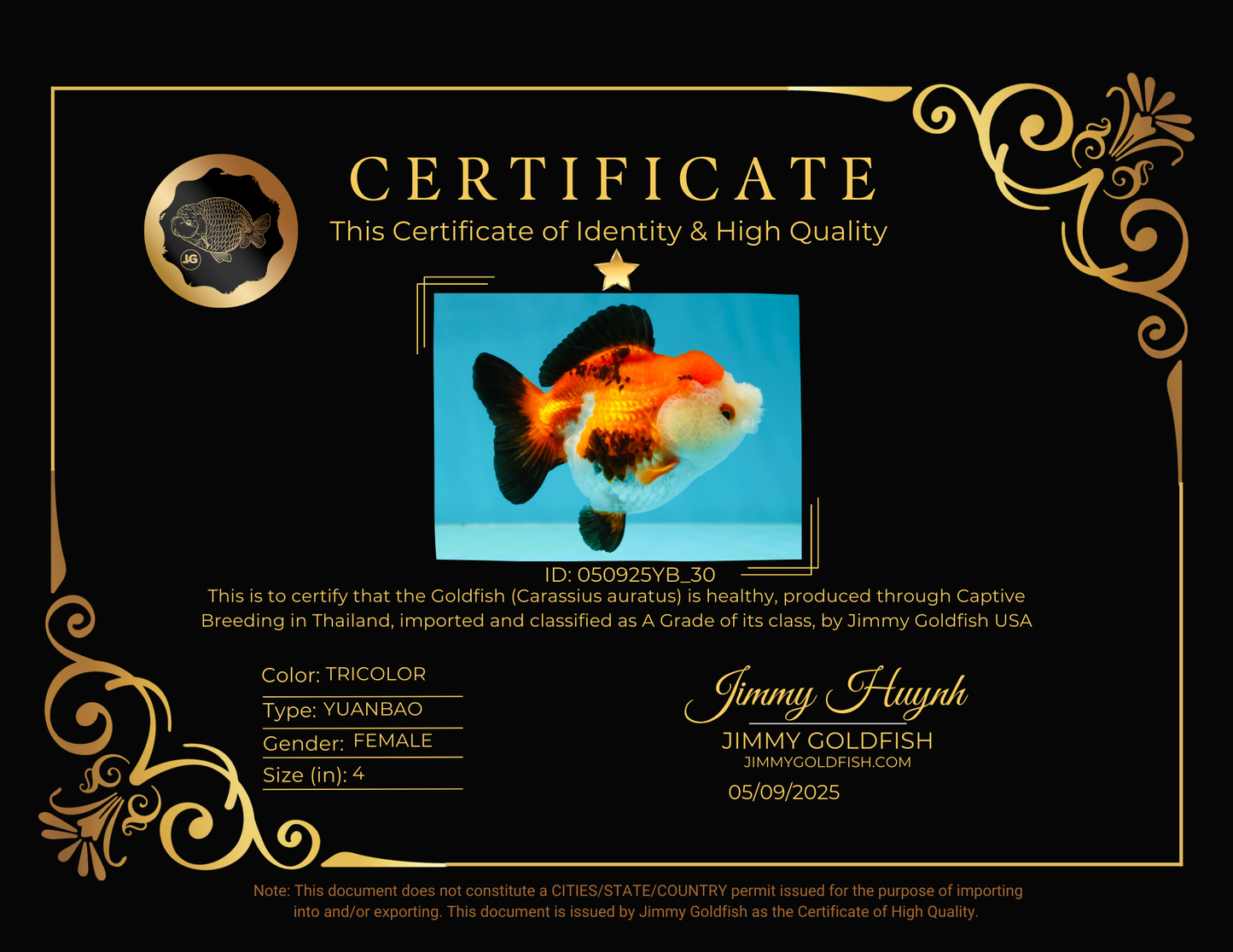 A Grade Pompom Tricolor Yuanbao Female 4 inches #050925YB_30