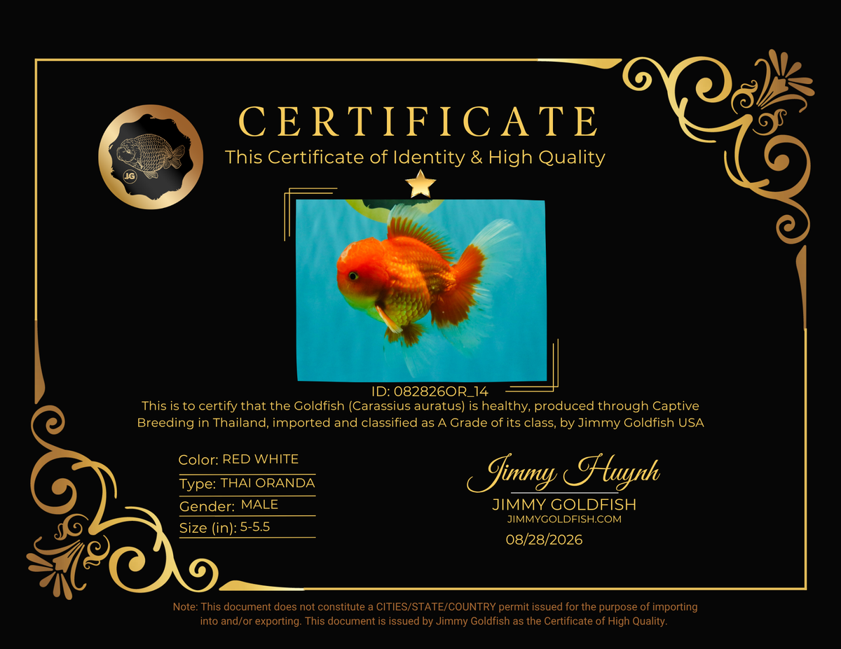 A Grade Red White Oranda Male 5-5.5 inches #082826OR_14