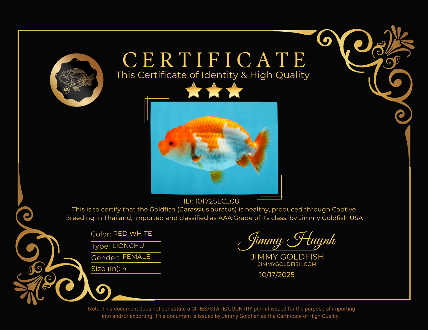 AAA Grade Red White LionQueen 4 inches #101725LC_08