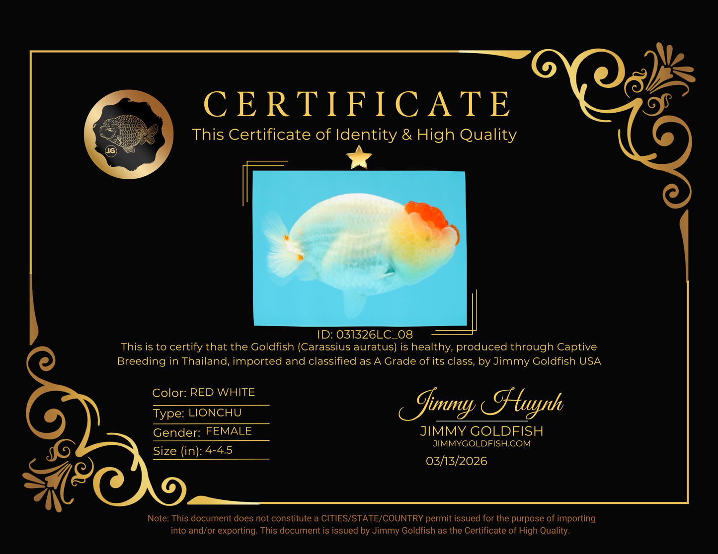 A Grade Tancho Red White LionQueen 4-4.5 inches #031326LC_08