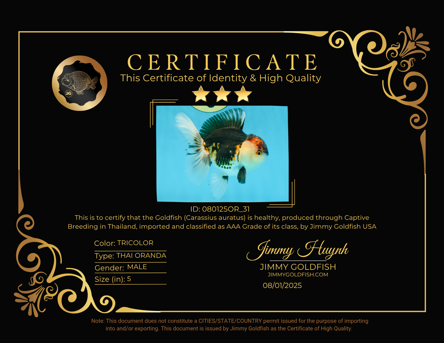 AAA Grade Tricolor Oranda Male 5 inches #080125OR_31