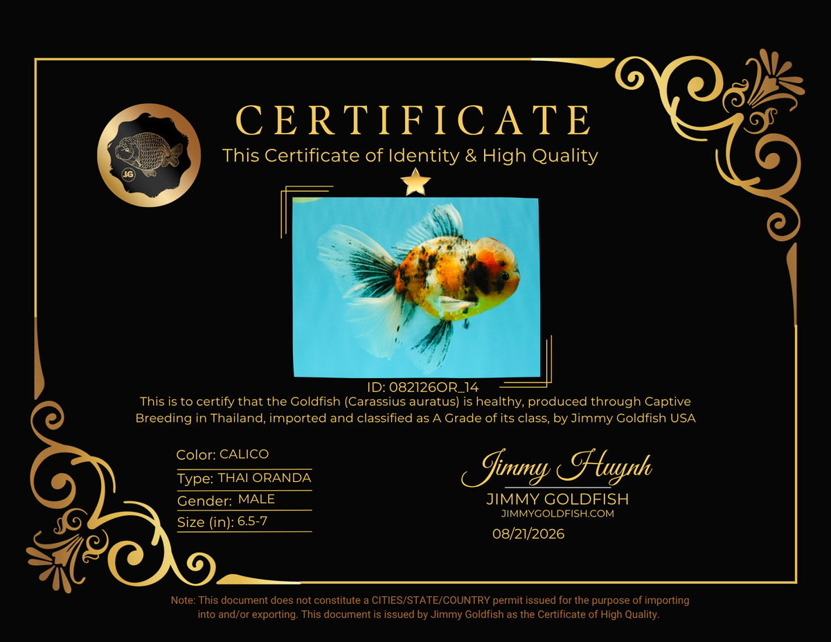 A Grade Calico Oranda Male 6.5-7 inches #082126OR_14