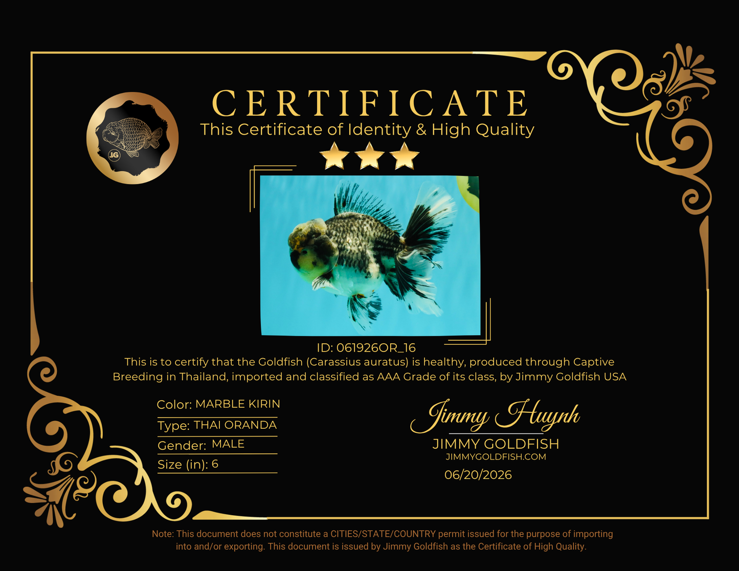 AAA Grade Super Special Marble Kirin Oranda Male 6 inches #061926OR_16