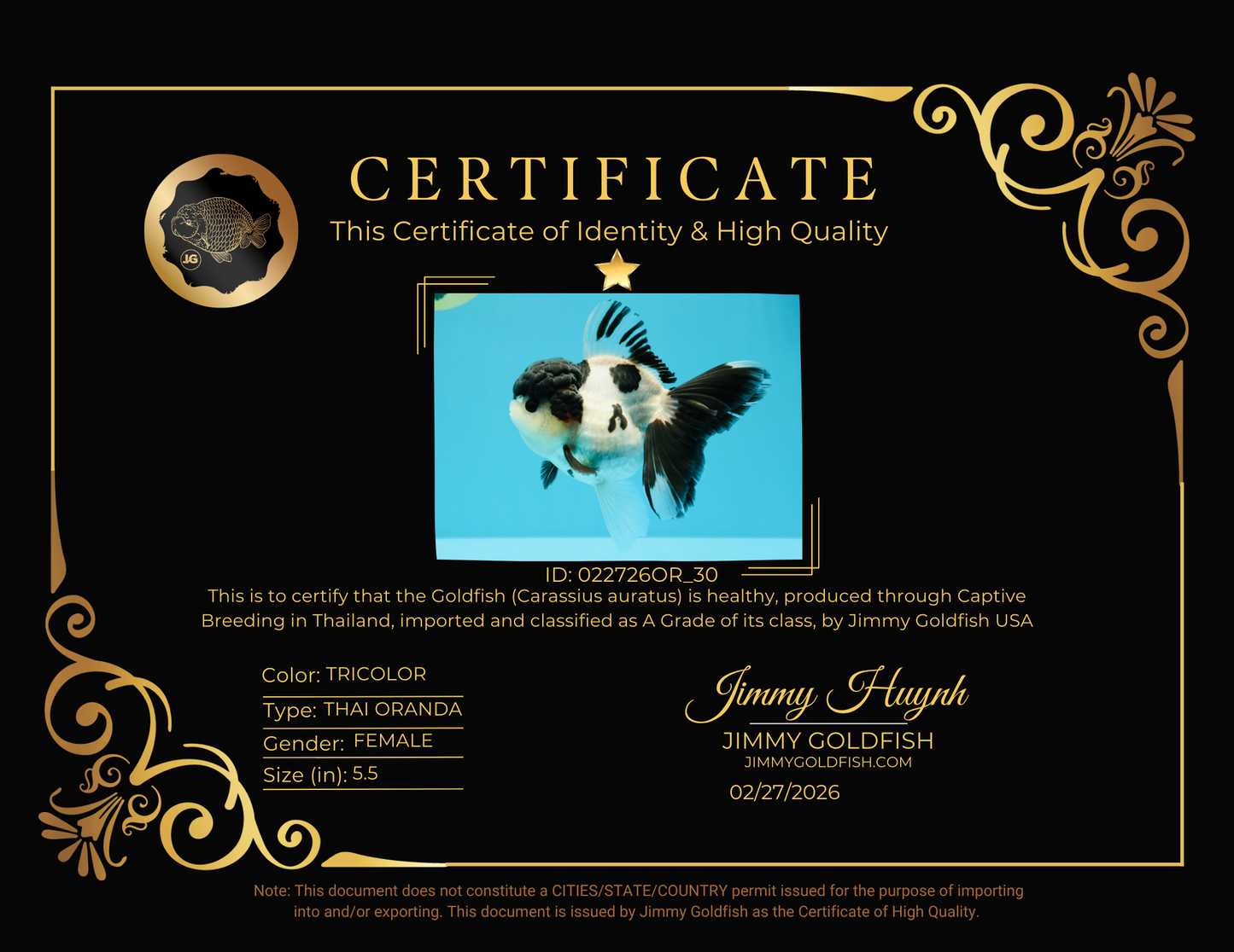 A Grade Tricolor Oranda Female 5.5 inches #022726OR_30