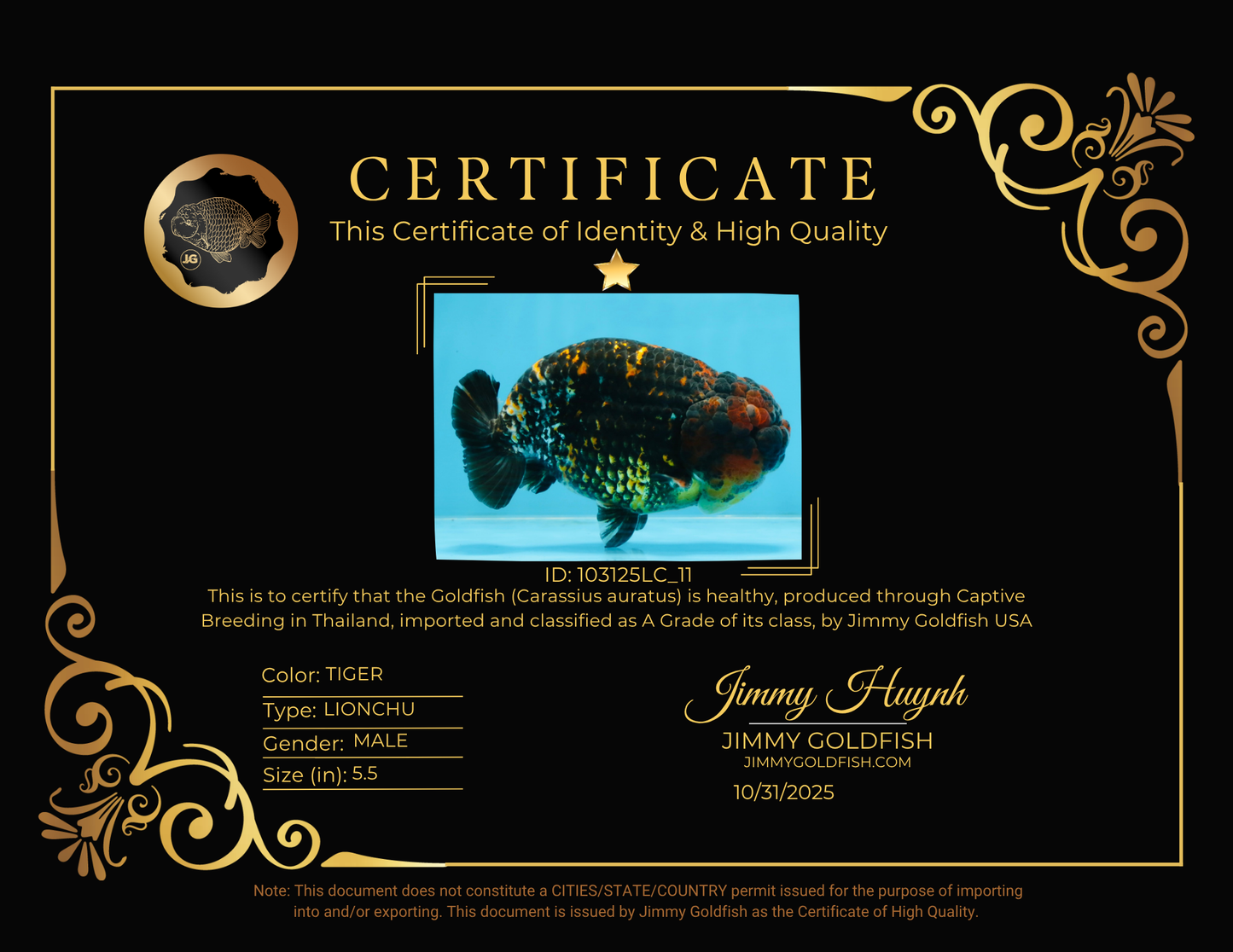 A Grade Tricolor Tiger LionKing 5.5 inches #103125LC_11