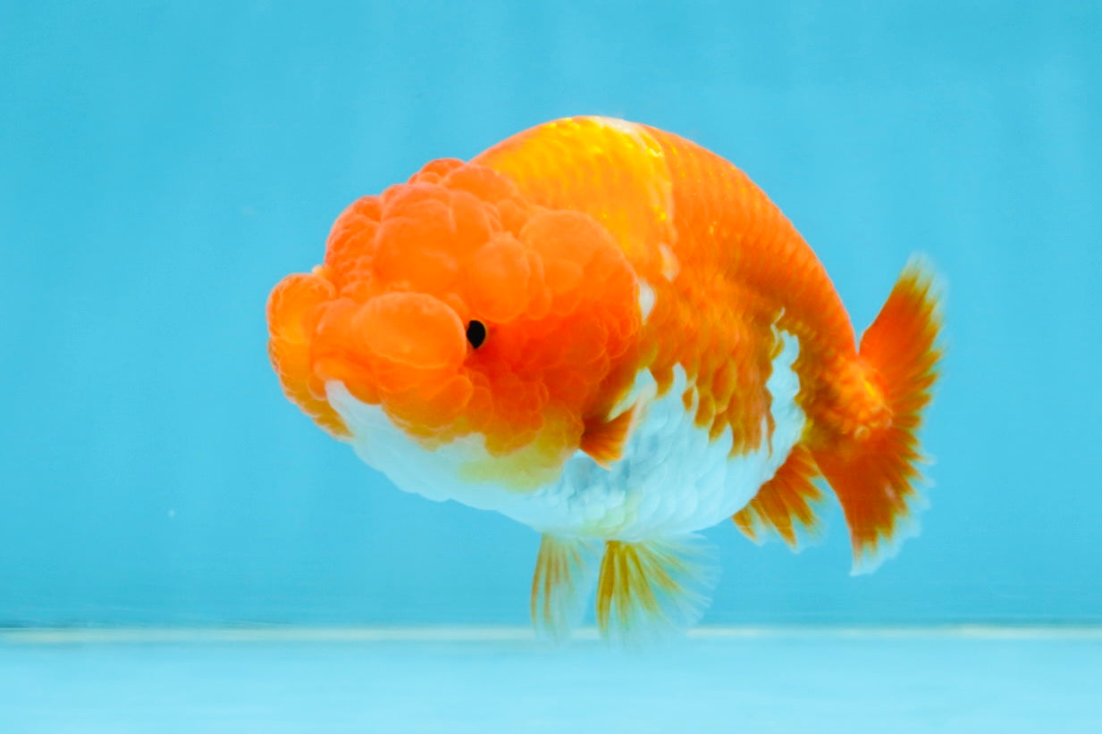 A Grade Red White LionQueen 4 inches #112125LC_14