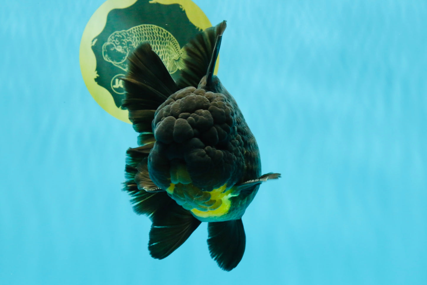 BULLDOG A Grade Godzilla Black Oranda 6.5 inches #022726OR_13