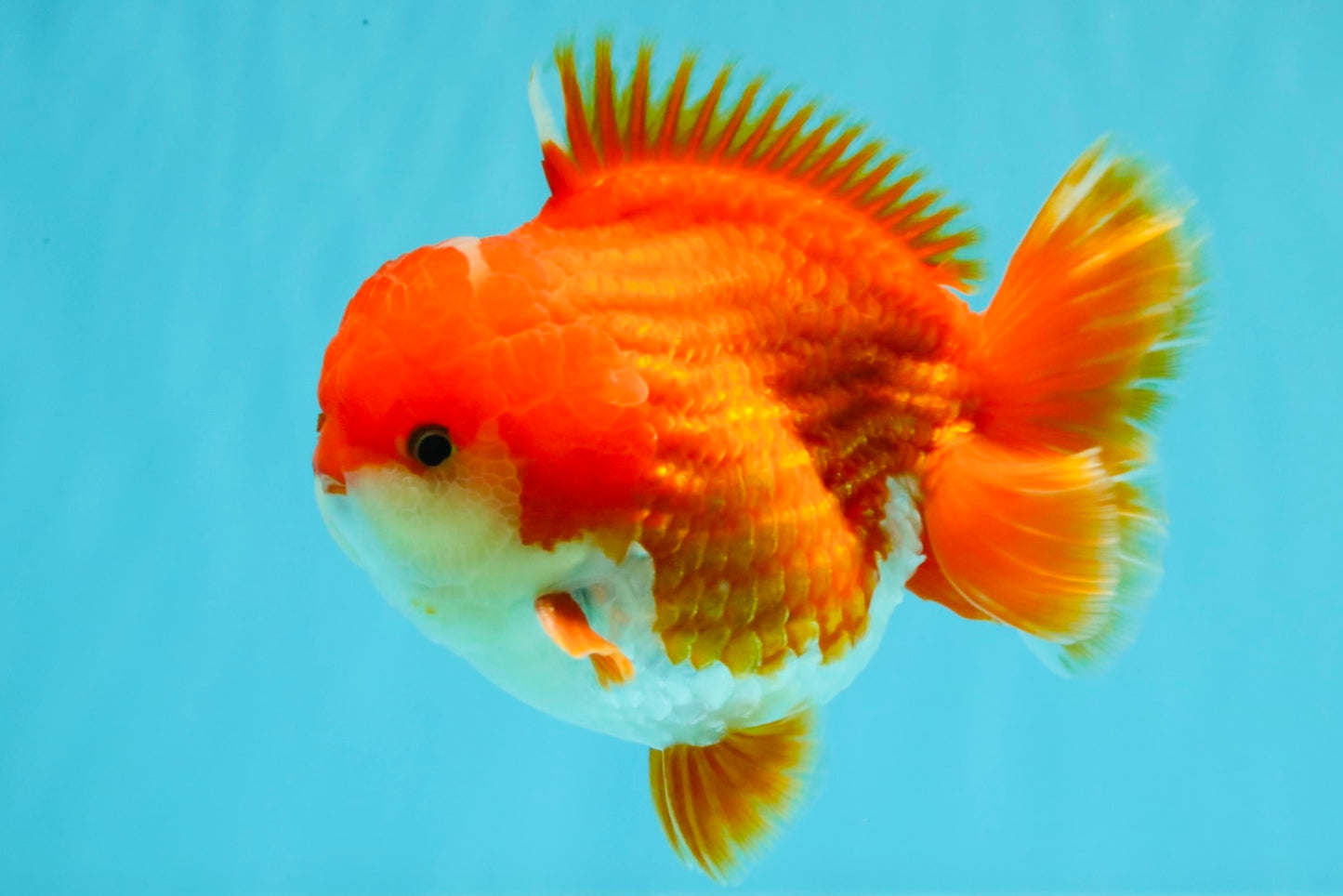 CHONKY AAA Grade Godzilla Red White Yuanbao Male 5.5-6 inches #031326YB_22