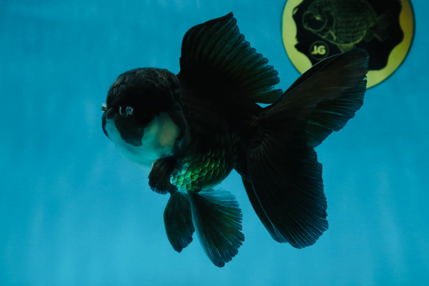 A Grade Panda Oranda Male 5.5 inches #060625OR_15