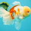FLUFFY AAA Grade Jumbo Boradtail Red White Oranda Male 8.5 inches #072426OR_02