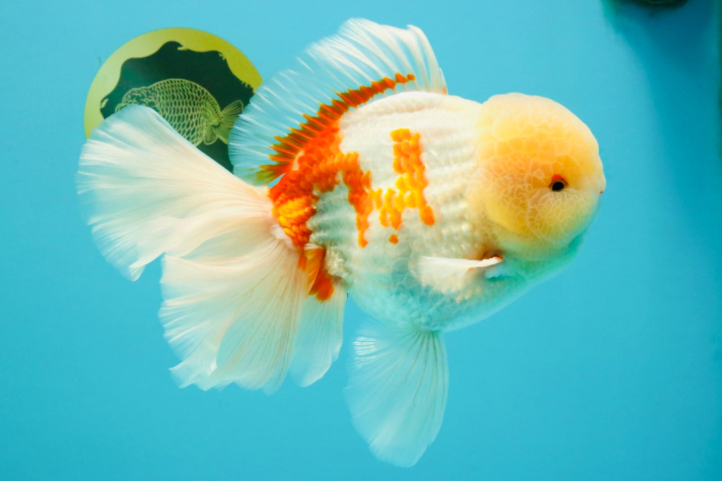 FLUFFY AAA Grade Jumbo Boradtail Red White Oranda Male 8.5 inches #072426OR_02