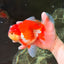JUMBO AAA Grade Red White Oranda Female 6.5 inches #032726OR_06