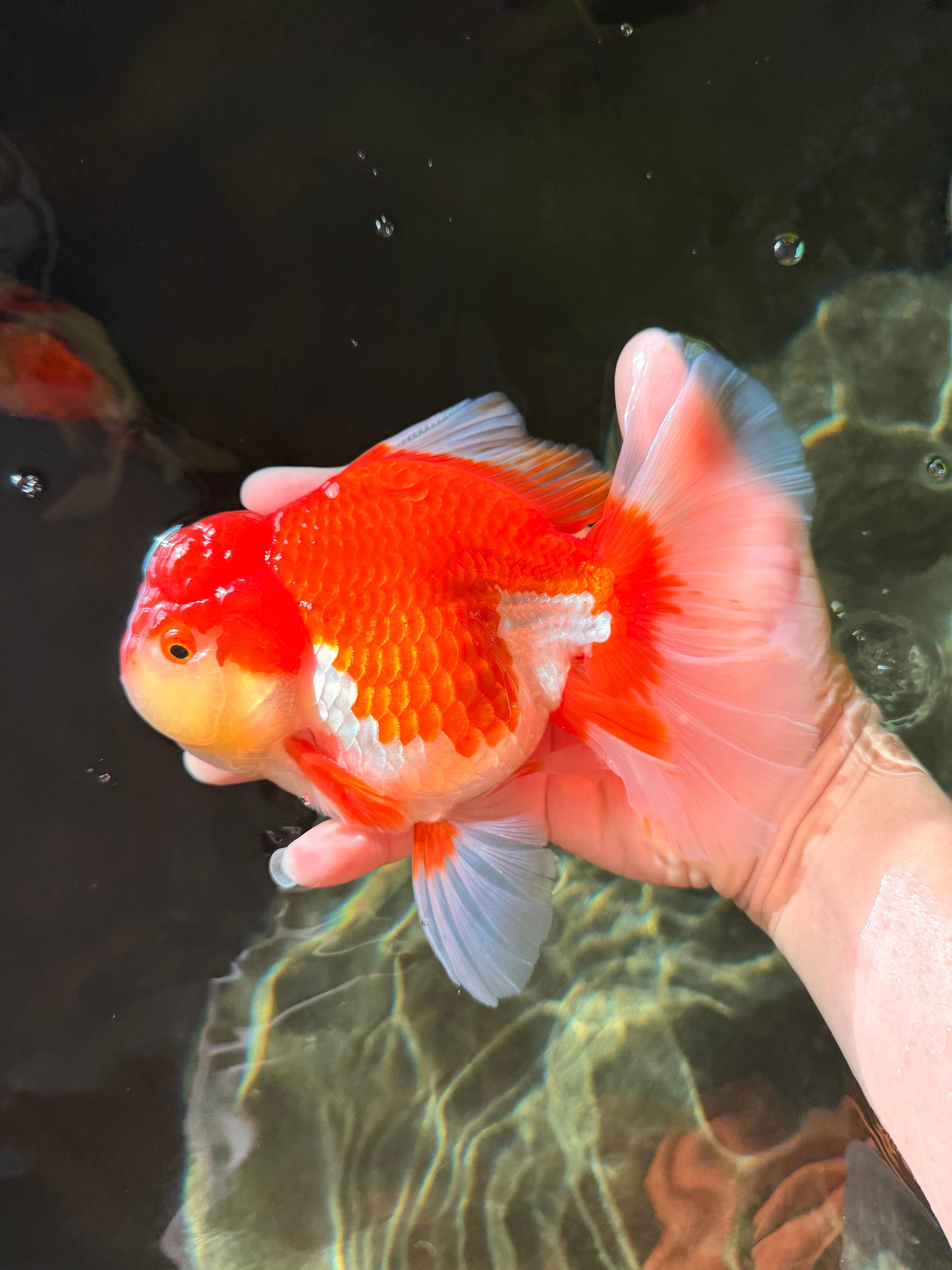 JUMBO AAA Grade Red White Oranda Female 6.5 inches #032726OR_06