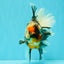 AAA Grade Special Sanke Calico Oranda Female 7 inches #071726OR_04