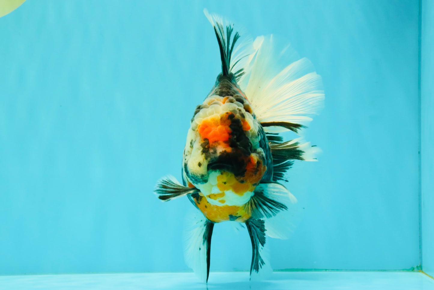 AAA Grade Special Sanke Calico Oranda Female 7 inches #071726OR_04