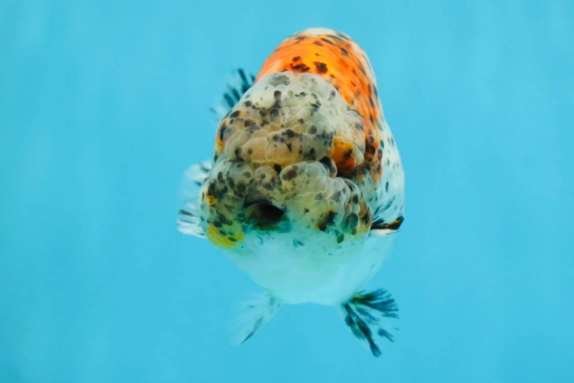 A Grade RARE Pepper Calico LionKing 4.5 inches #051625LC_11