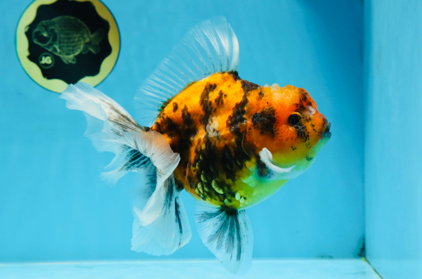 Tiger Oranda Female 6 inches #072525OR_21