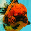 Tiger Oranda Female 7 inches #100926OR_12