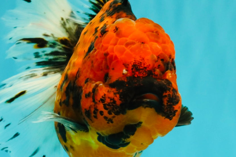 Tiger Oranda Female 7 inches #100926OR_12