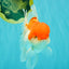 MARIO A Grade Red White Oranda Male 5.5-6 inches #101626OR_10