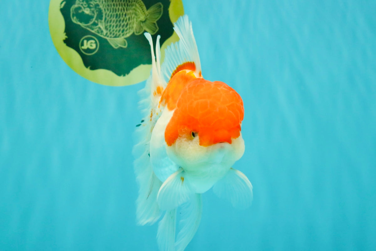 MARIO A Grade Red White Oranda Male 5.5-6 inches #101626OR_10