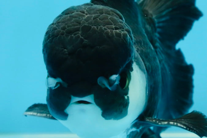 A Grade Panda Oranda Male 5.5 inches #060625OR_15