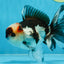 Tricolor Oranda Male 5-5.5 inches #100325OR_23