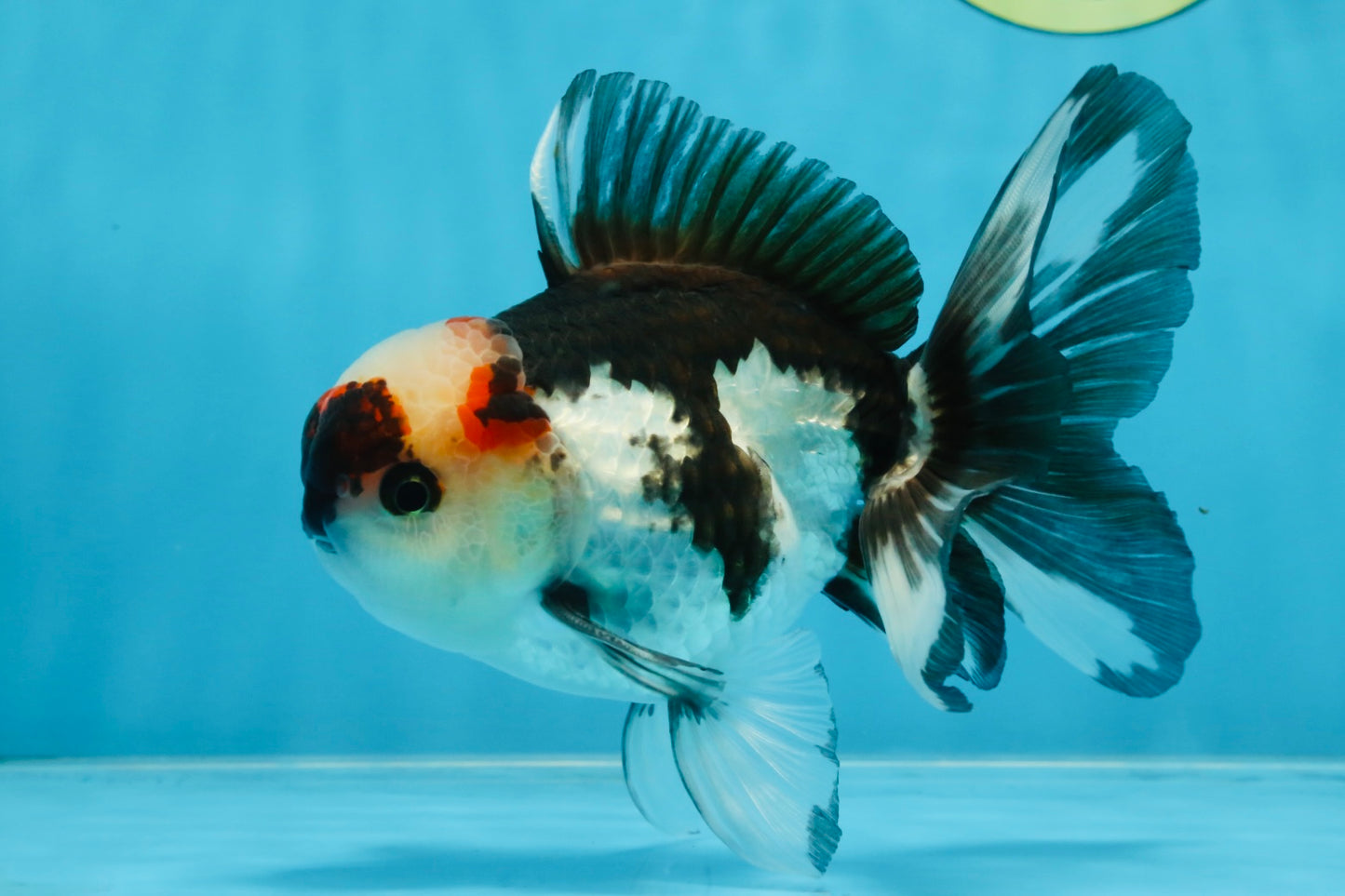 Tricolor Oranda Male 5-5.5 inches #100325OR_23