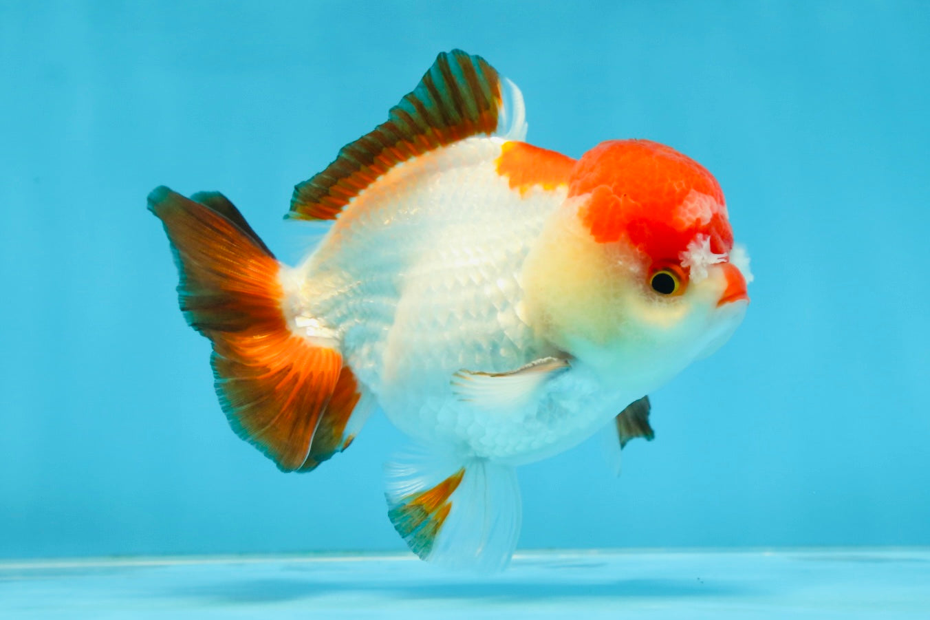 A Grade Pompom Tricolor Yuanbao Male 4 inches #071125YB_17