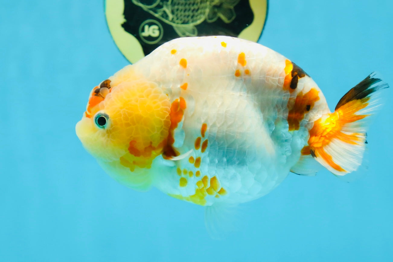 AAA Grade Tricolor Milk Cow Ranchu Female 5 inches #101025RC_15