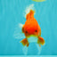 AAA Grade Red White Oranda Male 5-5.5 inches #073126OR_08