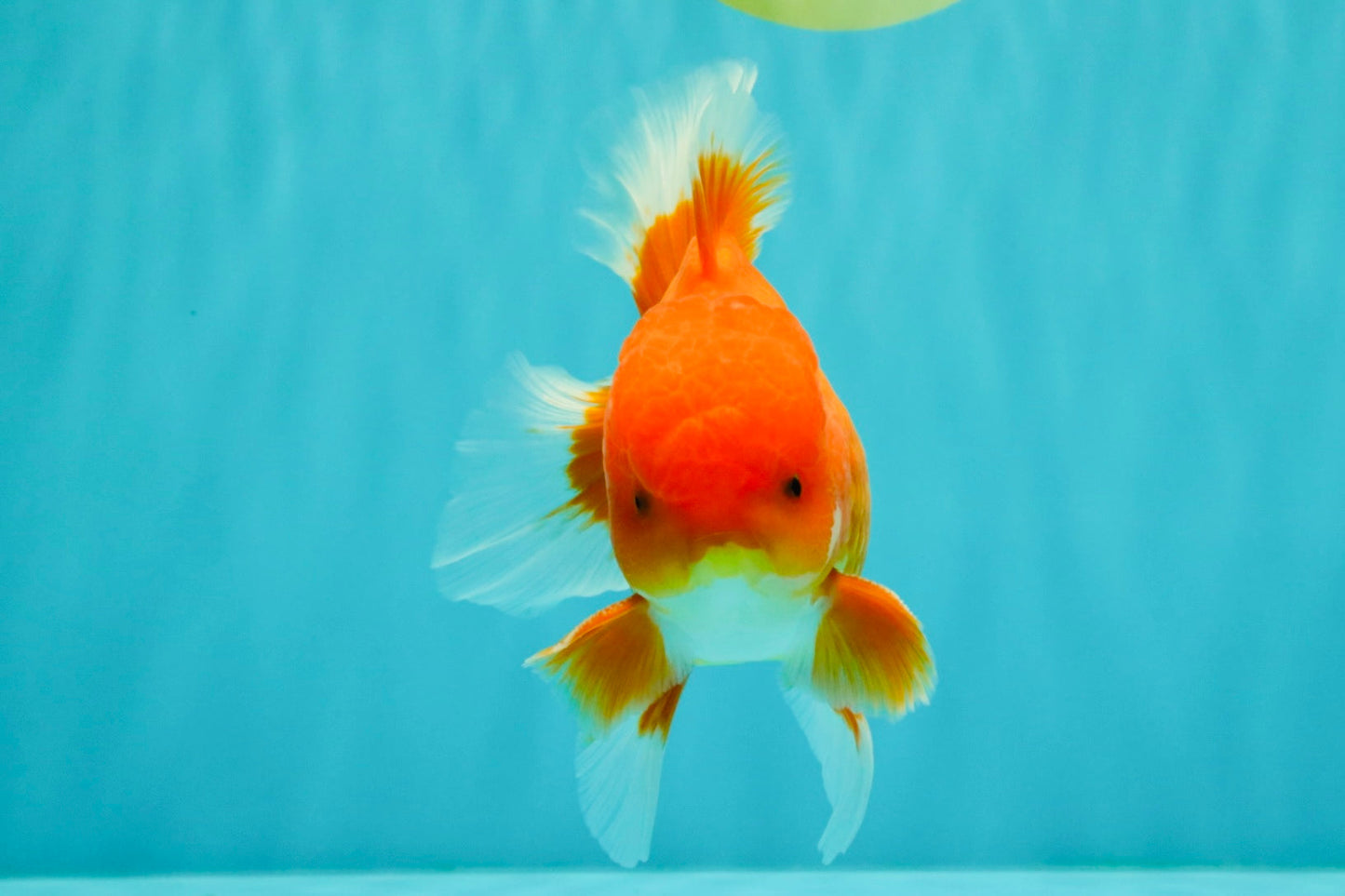 AAA Grade Red White Oranda Male 5-5.5 inches #073126OR_08